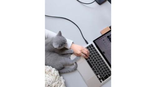 添い寝している猫