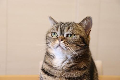 遠くを見つめる猫