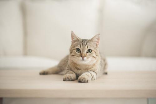 木の机の上で横たわる猫