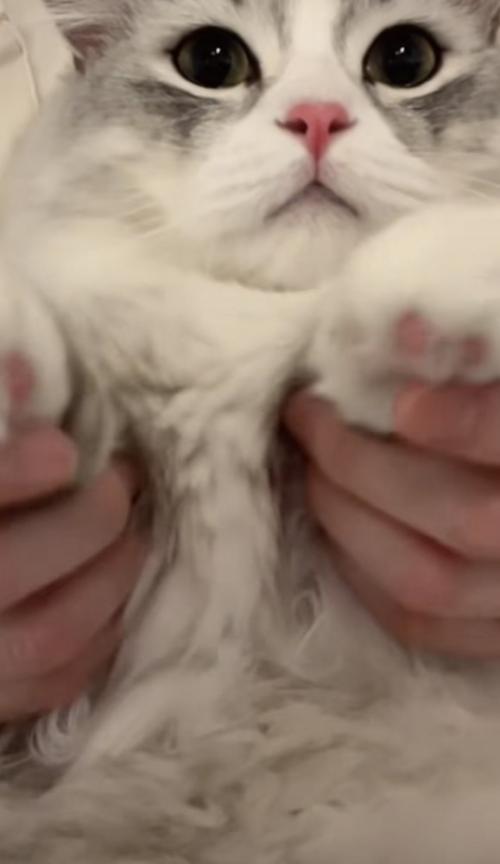 猫が踊る写真2