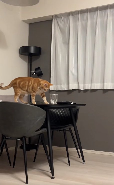 テーブルの上に乗ってコップを見つめる猫