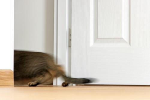 家中を走り回る猫