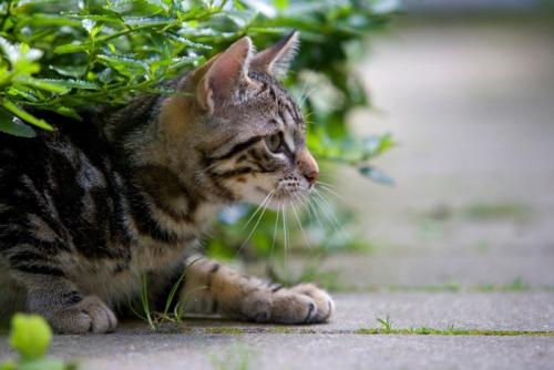 獲物を狙う猫