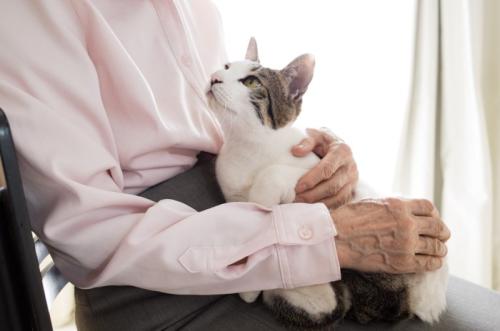 抱きしめられる猫
