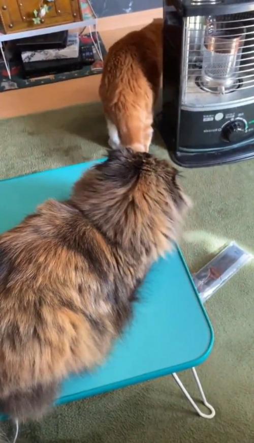 逃げる猫