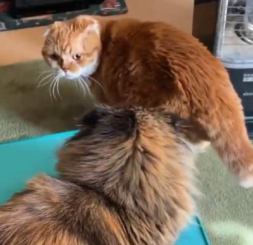 睨む猫