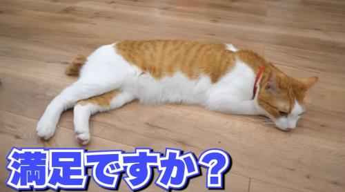 床に寝そべっている猫