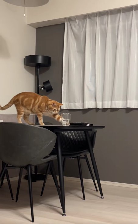 テーブルの上に乗ってコップを見つめながら左前足を伸ばしている猫