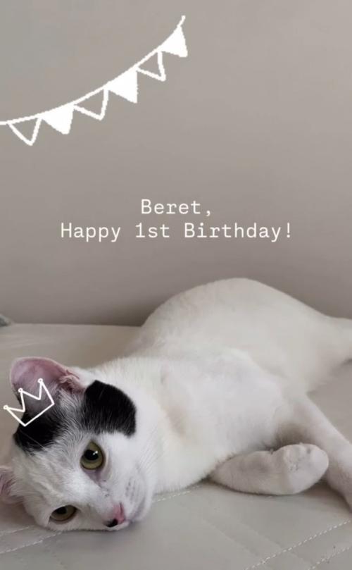 寝転がる猫