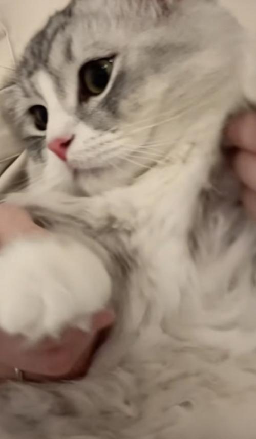 猫が踊る写真3