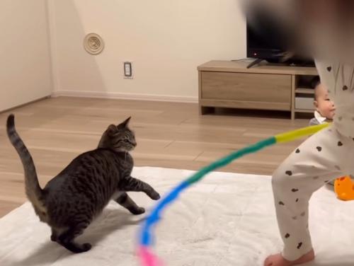 フラフープに驚く猫