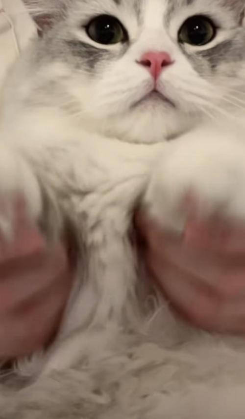 猫が踊る写真1