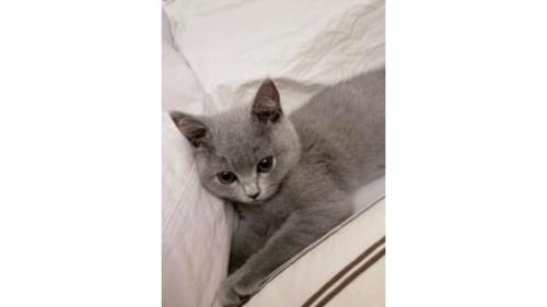 室内にいる猫