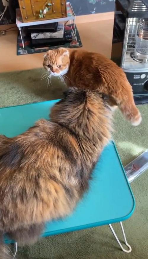 振り返る猫
