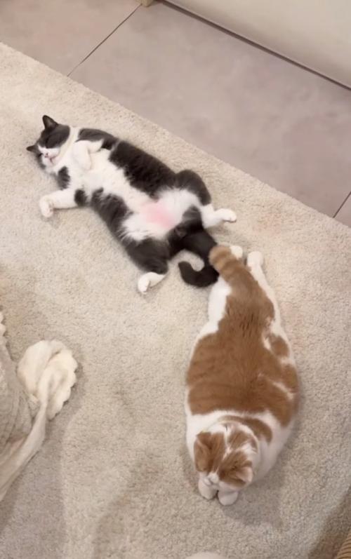 仰向けで眠る猫
