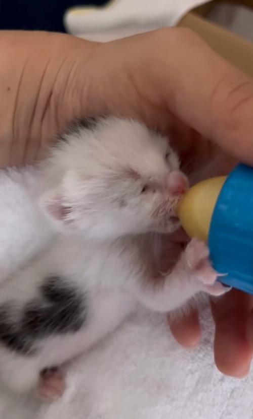 ミルクを飲む赤ちゃん猫