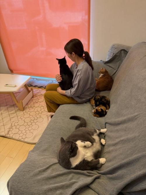 飼い主に抱っこされた猫とくつろぐ3匹の猫