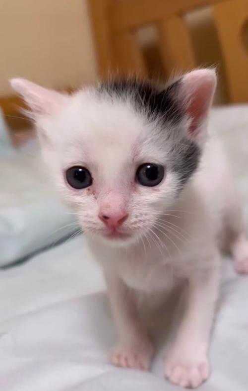 見つめる赤ちゃん猫