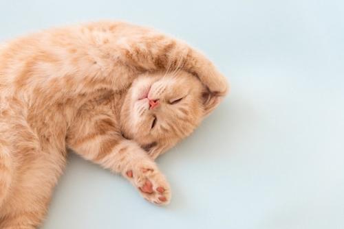 バンザイする猫