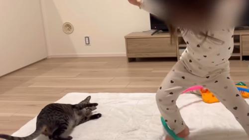 床に倒れた猫