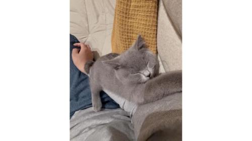室内にいる猫