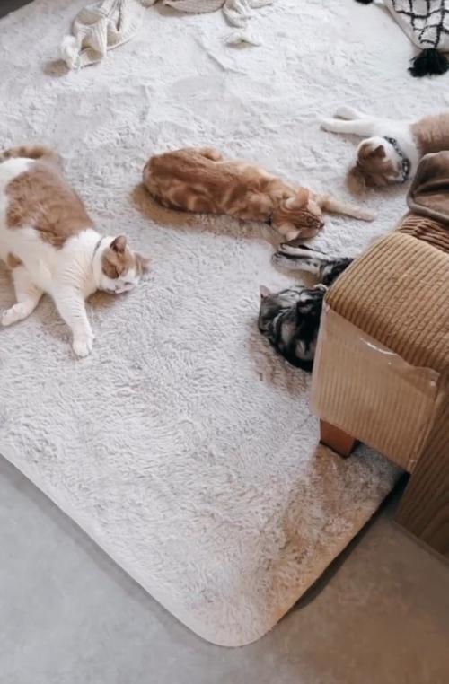 眠る猫たち