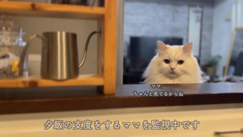 ママさんのお料理を監視するシロちゃん