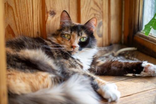 猫 べっ甲