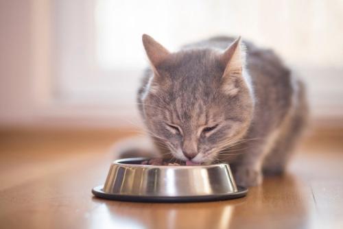 金属製の食器で食事中の猫