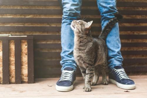 足元でまとわりつく猫