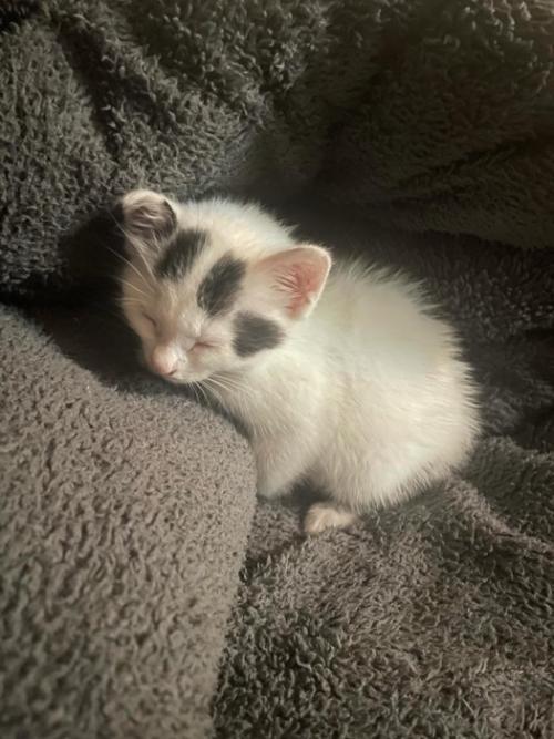赤ちゃん猫