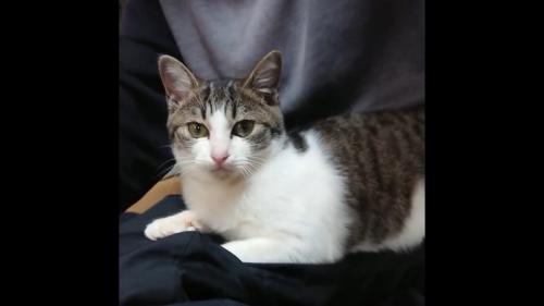 人のひざの上でくつろぐ子猫