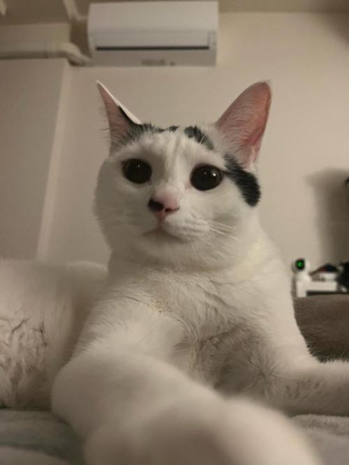 前を見る猫