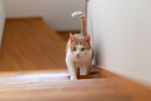 階段をついてくる猫