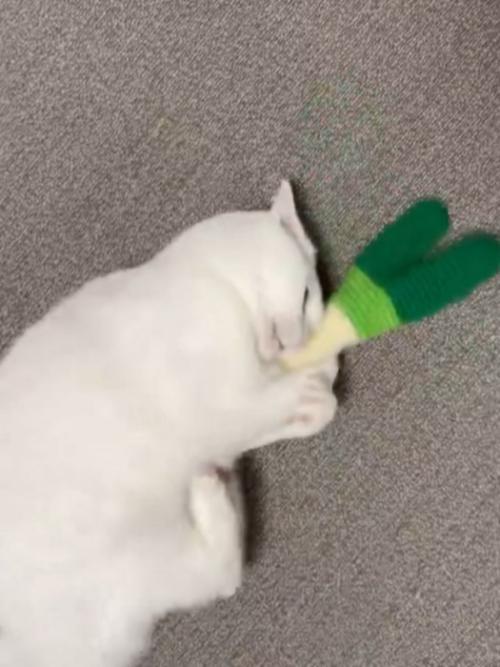 おもちゃをけりけりする白猫(足に勢いをつけているところ)