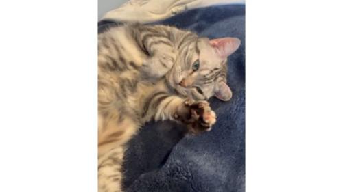 室内にいる猫