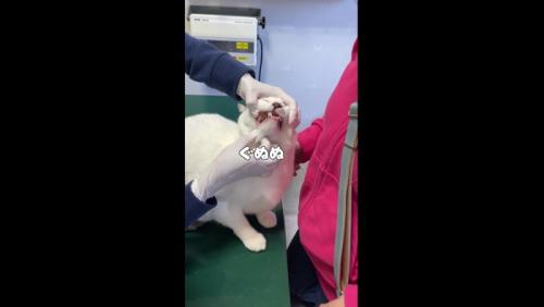 歯のチェック