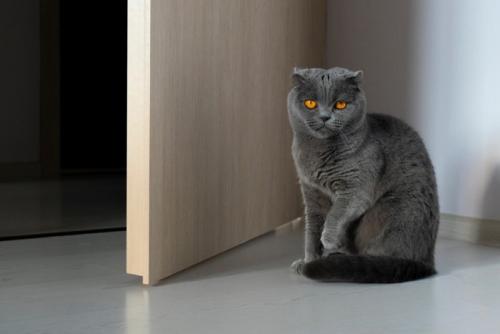 半開きのドアの前の猫