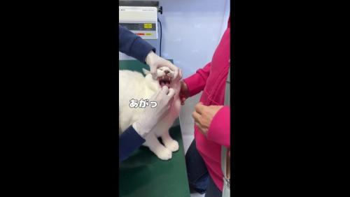 口のチェック