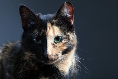 猫バイカラー