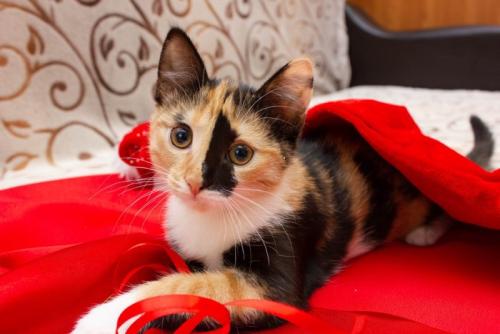 珍しい柄の猫