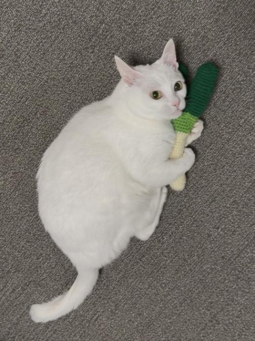 おもちゃを抱えてじっと飼い主を見上げる白猫