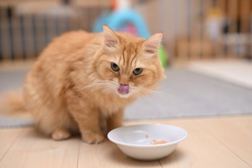鼻をなめる食事中の猫