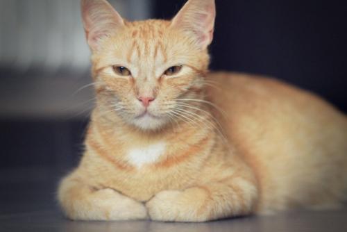 話を聞く猫