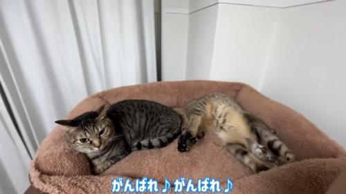 がんばれ♪