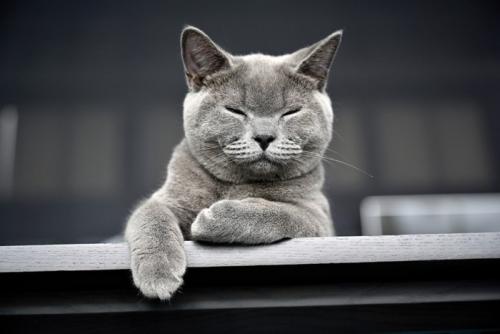 目を閉じる猫