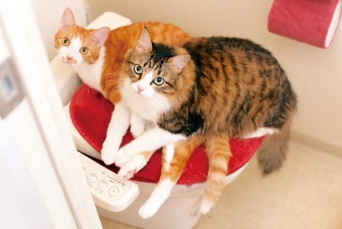 便座の蓋の上の2匹の猫