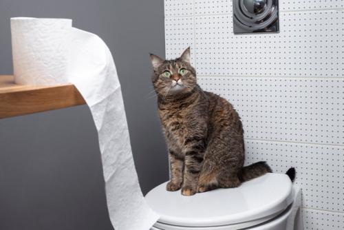 便座の蓋の上の猫とトイレットペーパー