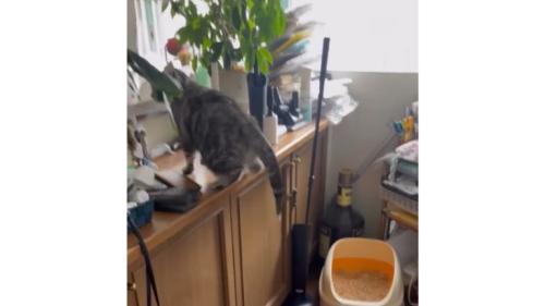 棚に乗る猫
