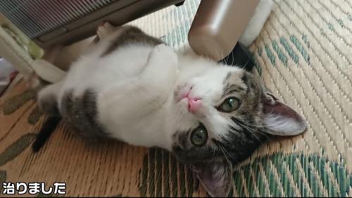 仰向けの子猫